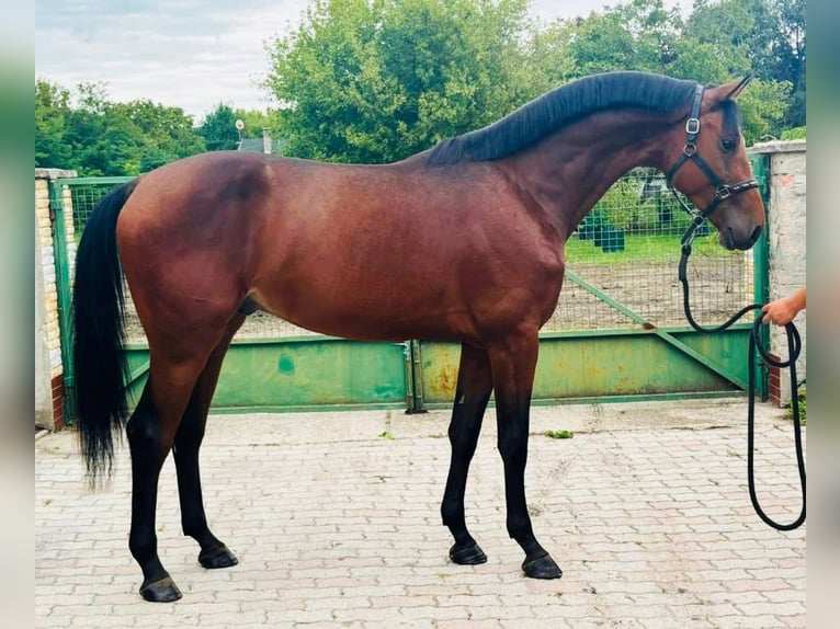 Cheval de sport allemand Étalon 3 Ans 172 cm Bai in Murska Soboda