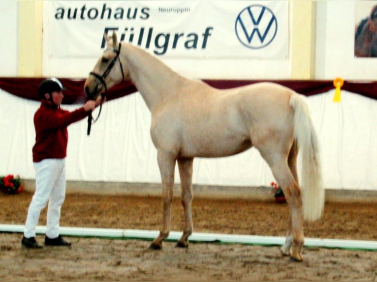Cheval de sport allemand Étalon 3 Ans 172 cm Palomino in Schollene