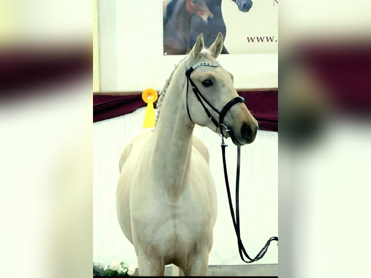 Cheval de sport allemand Étalon 3 Ans 172 cm Palomino in Schollene