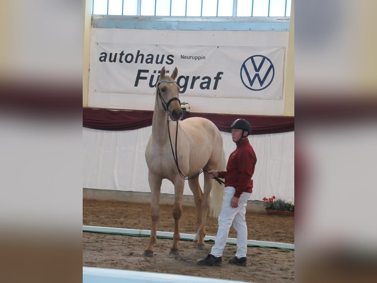 Cheval de sport allemand Étalon 3 Ans 172 cm Palomino in Schollene