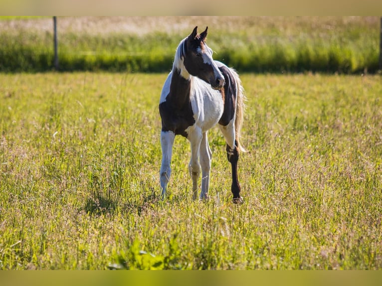 Cheval de sport allemand Étalon 3 Ans 172 cm Pinto in Osburg