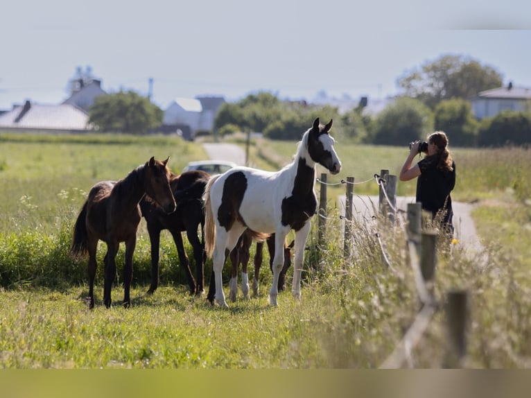 Cheval de sport allemand Étalon 3 Ans 172 cm Pinto in Osburg