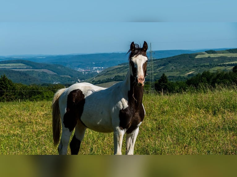 Cheval de sport allemand Étalon 3 Ans 172 cm Pinto in Osburg