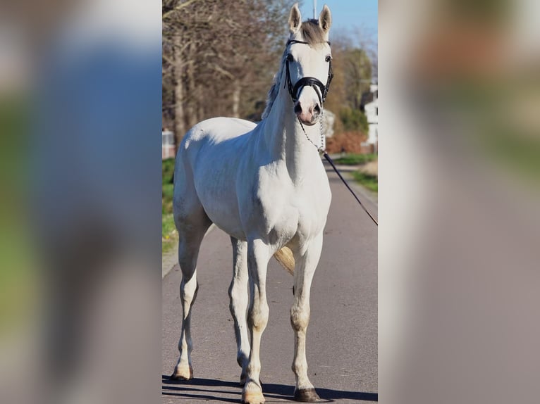 Cheval de sport allemand Étalon 3 Ans 173 cm Gris in Someren