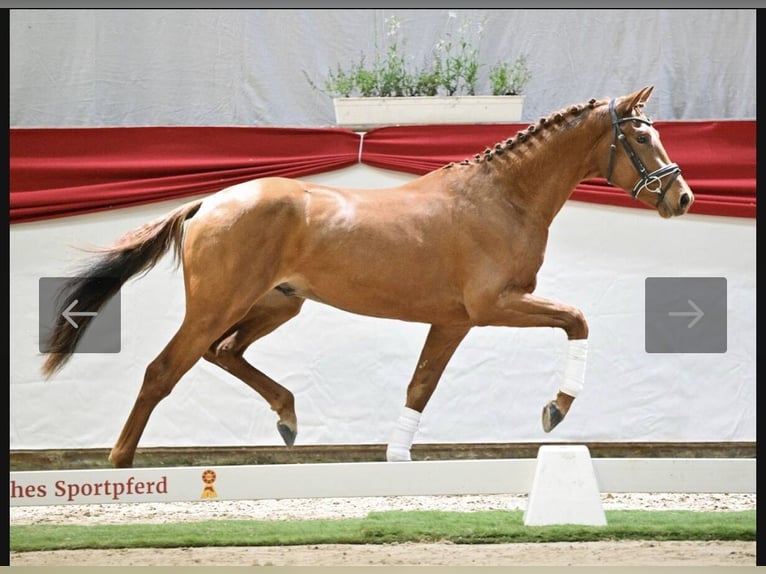 Cheval de sport allemand Étalon 3 Ans Alezan in Neustadt