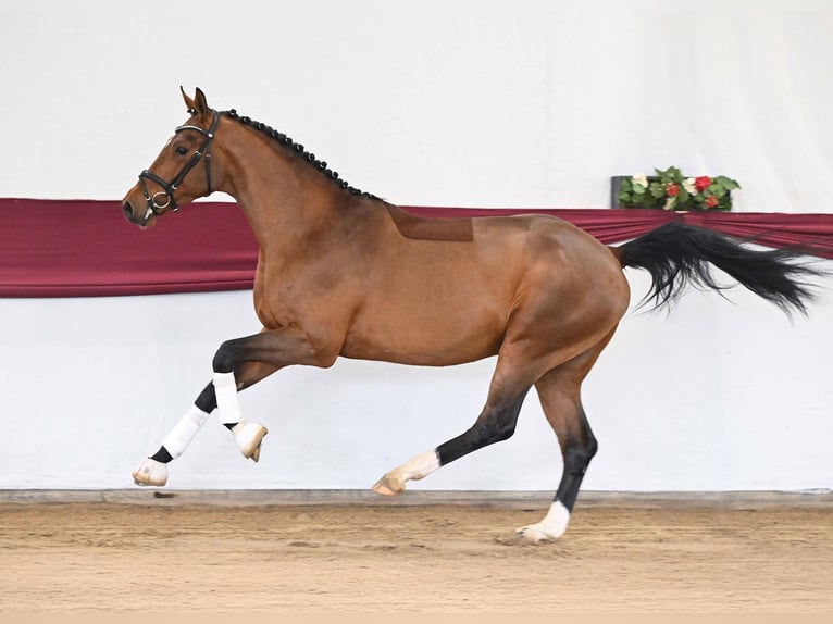 Cheval de sport allemand Étalon 3 Ans Bai in Gomadingen