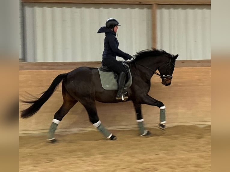 Cheval de sport allemand Étalon 4 Ans 163 cm Bai brun in Plech