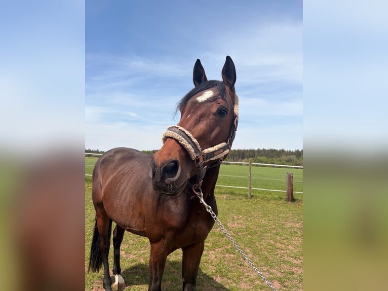 Cheval de sport allemand Étalon 4 Ans 164 cm Bai in Ellwangen (Jagst)