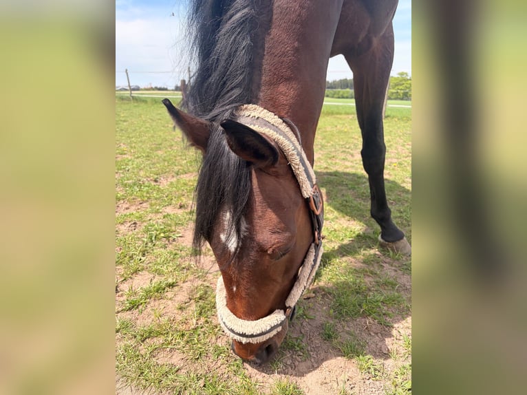 Cheval de sport allemand Étalon 4 Ans 164 cm Bai in Ellwangen (Jagst)