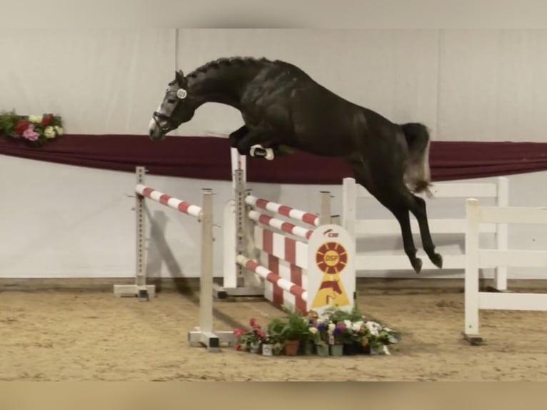 Cheval de sport allemand Étalon 4 Ans 164 cm Gris in Empfingen