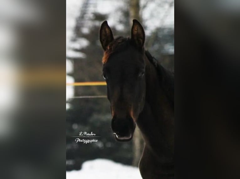 Cheval de sport allemand Étalon 4 Ans 165 cm Bai brun foncé in Hohnstein