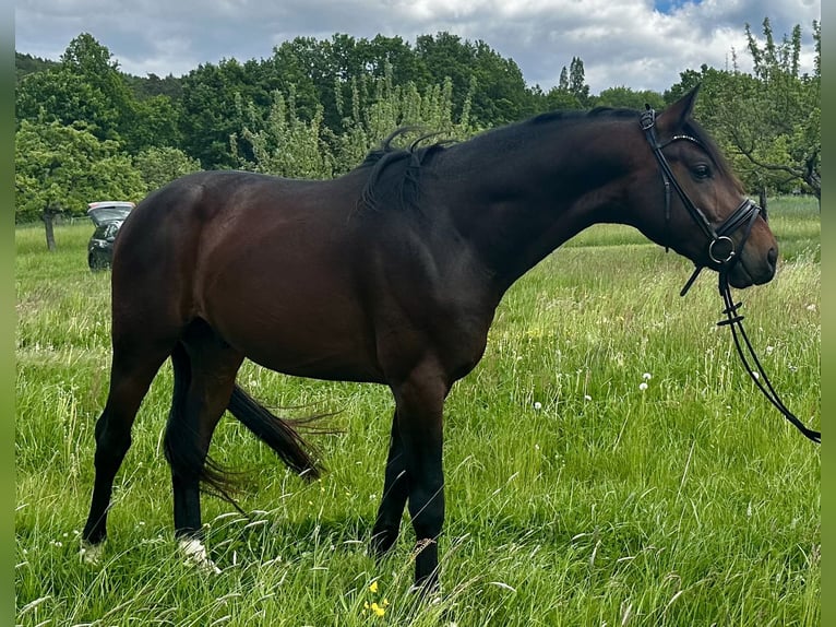 Cheval de sport allemand Étalon 4 Ans 165 cm Bai in Linsengericht