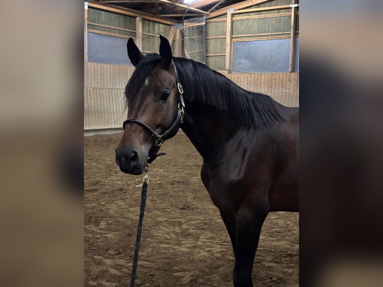 Cheval de sport allemand Étalon 4 Ans 165 cm Bai in Linsengericht