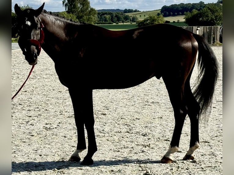 Cheval de sport allemand Étalon 4 Ans 166 cm Noir in Dresden