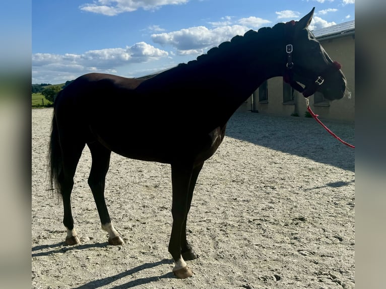 Cheval de sport allemand Étalon 4 Ans 166 cm Noir in Dresden