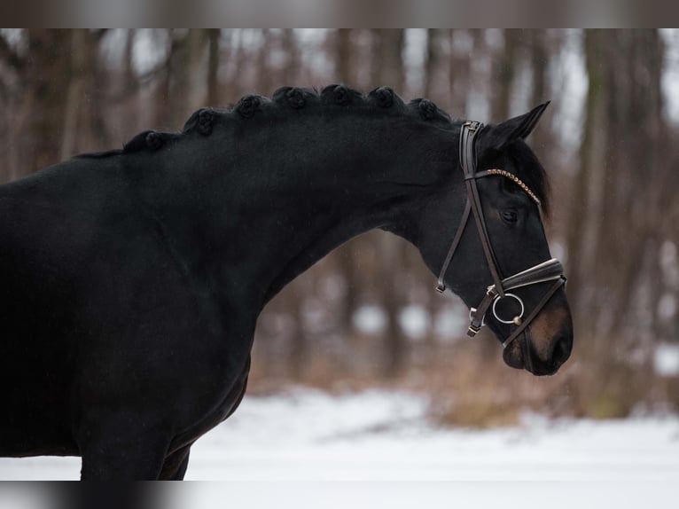 Cheval de sport allemand Étalon 4 Ans 167 cm Bai brun foncé in Wehringen