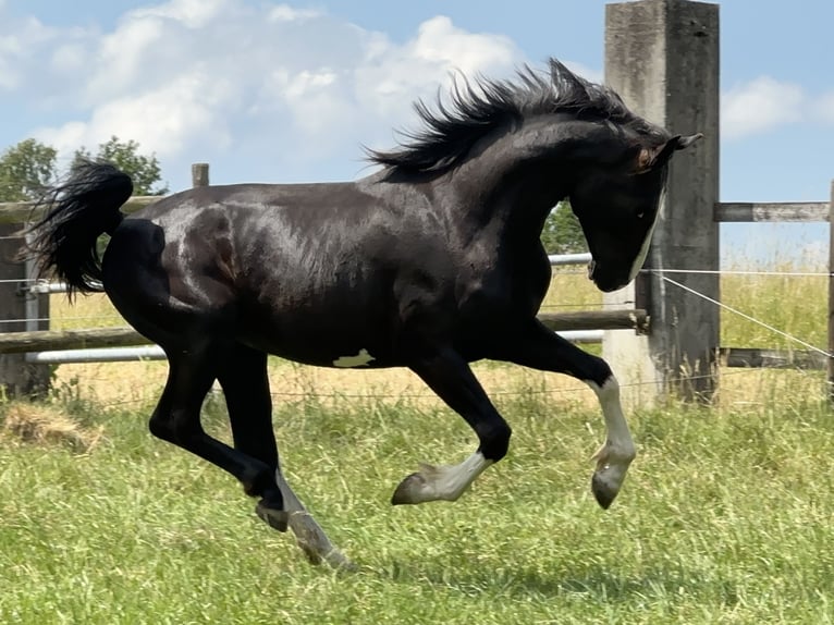 Cheval de sport allemand Étalon 4 Ans 167 cm Noir in Tiefenbach