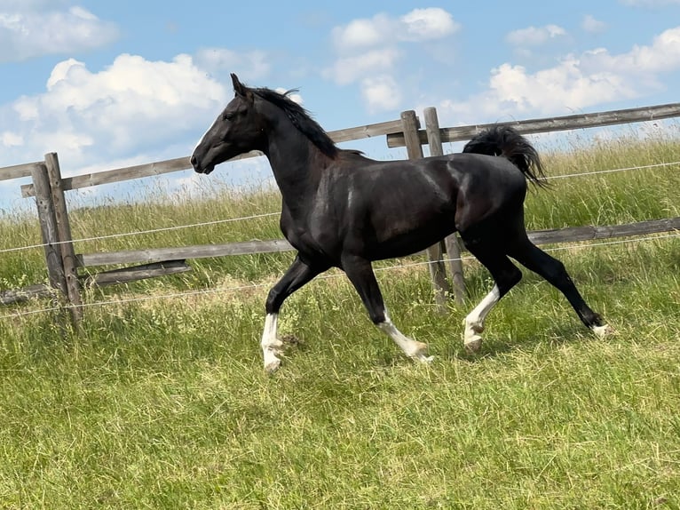 Cheval de sport allemand Étalon 4 Ans 167 cm Noir in Tiefenbach