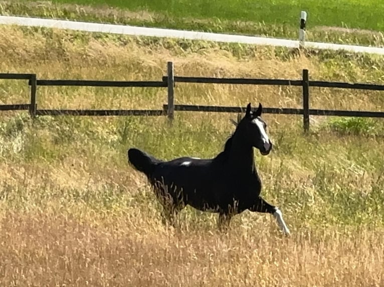 Cheval de sport allemand Étalon 4 Ans 167 cm Noir in Tiefenbach