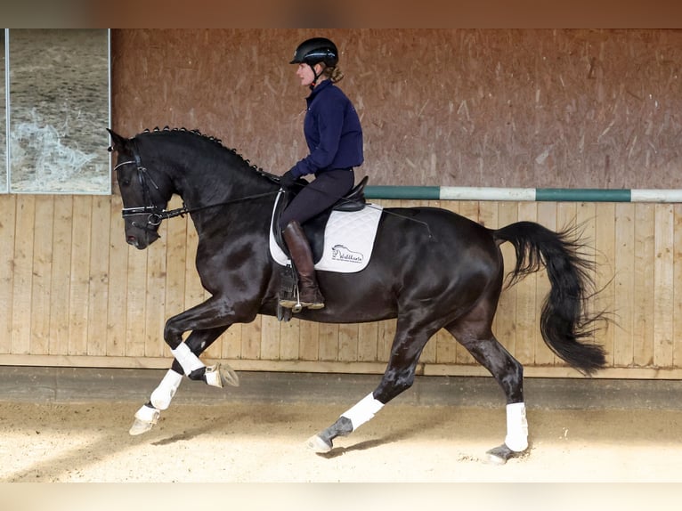 Cheval de sport allemand Étalon 4 Ans 168 cm Noir in Bad Staffelstein