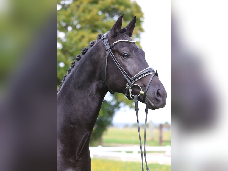 Cheval de sport allemand Étalon 4 Ans 170 cm Noir in Gomadingen