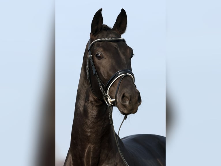 Cheval de sport allemand Étalon 4 Ans 170 cm Noir in Hagen
