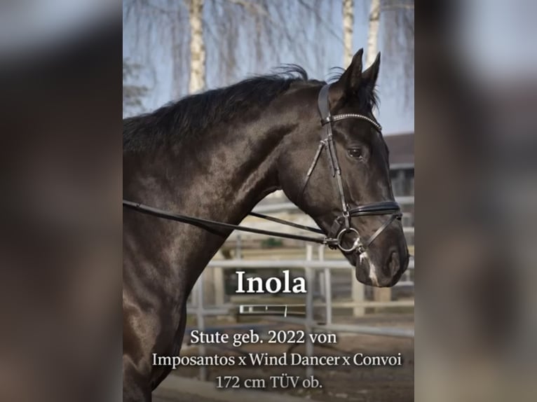 Cheval de sport allemand Étalon 4 Ans 172 cm Noir in Oberkrämer