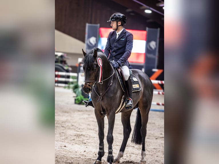 Cheval de sport allemand Étalon 5 Ans 165 cm Bai in Vlădiceasca