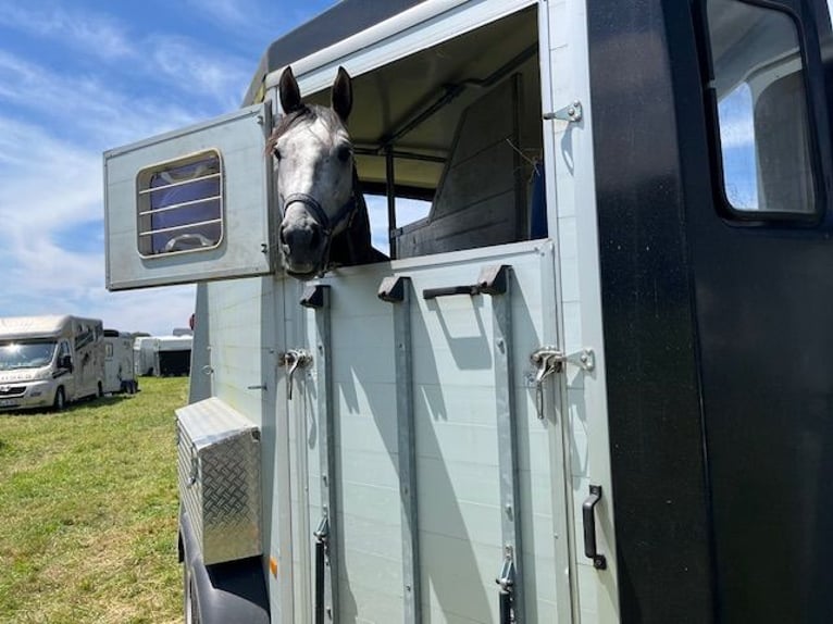 Cheval de sport allemand Étalon 5 Ans 165 cm Rouan bleu in Enkenbach-Alsenborn