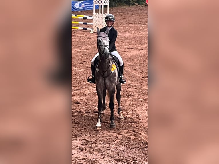 Cheval de sport allemand Étalon 5 Ans 165 cm Rouan bleu in Enkenbach-Alsenborn