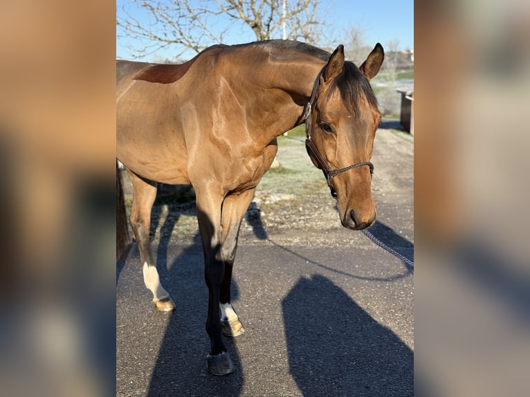 Cheval de sport allemand Étalon 5 Ans 168 cm Bai in Altusried