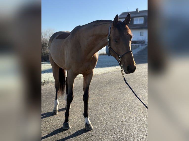 Cheval de sport allemand Étalon 5 Ans 168 cm Bai in Altusried