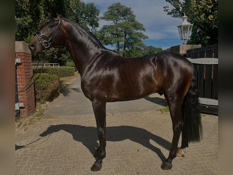 Cheval de sport allemand Étalon 5 Ans 172 cm Bai brun in DenklingenOT Epfach