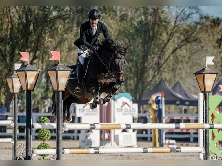 Cheval de sport allemand Étalon 6 Ans 164 cm Bai in Vlădiceasca