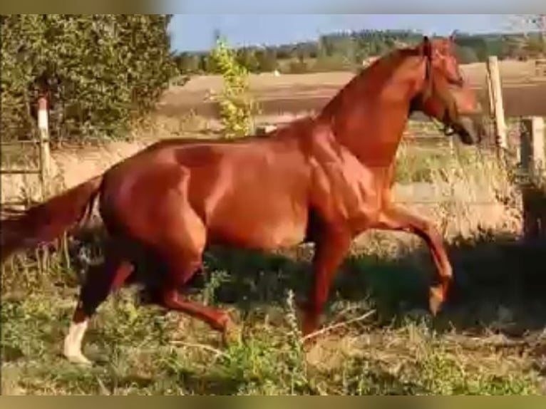 Cheval de sport allemand Étalon 6 Ans 168 cm in Uelzen