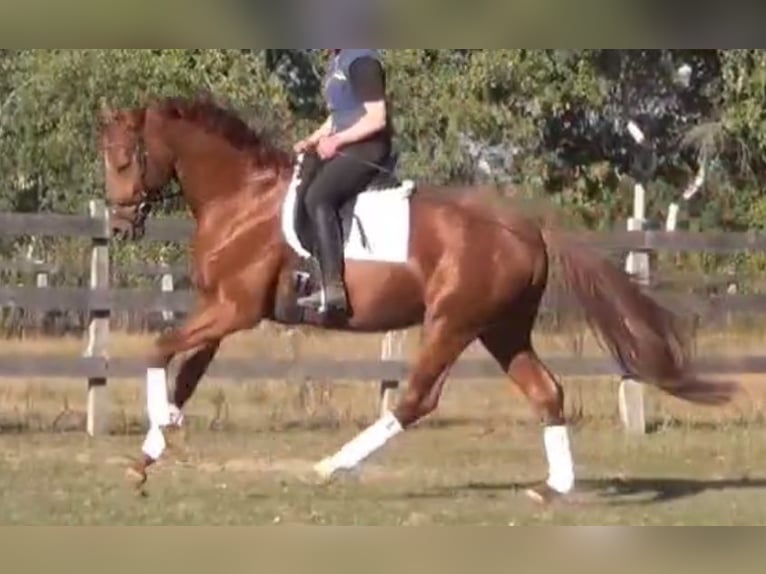 Cheval de sport allemand Étalon 6 Ans 168 cm in Uelzen