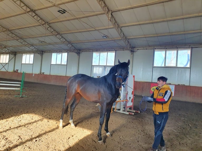 Cheval de sport allemand Étalon 6 Ans 170 cm Bai in Vlădiceasca