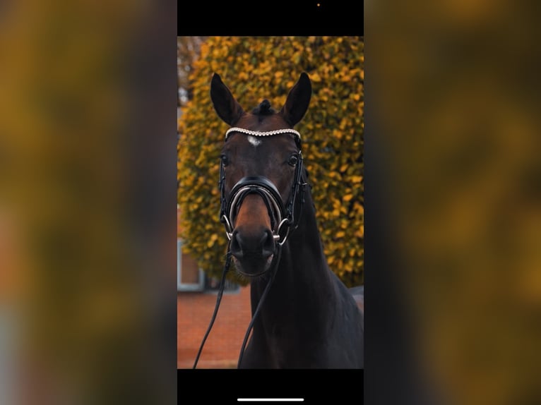Cheval de sport allemand Étalon 7 Ans 167 cm Bai in Soest