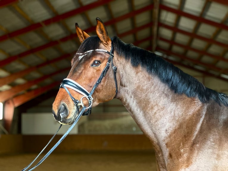 Cheval de sport allemand Étalon 7 Ans 167 cm Bai in Kietz