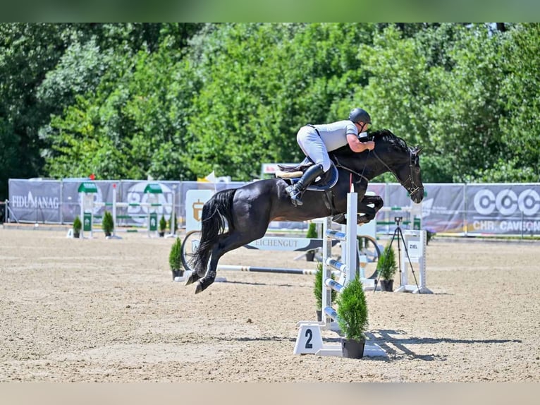 Cheval de sport allemand Étalon 8 Ans 162 cm Noir in Davos switzerland