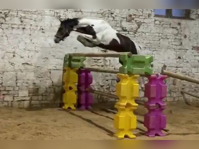 Cheval de sport allemand Étalon 8 Ans 165 cm Pinto in Mücheln (Geiseltal)