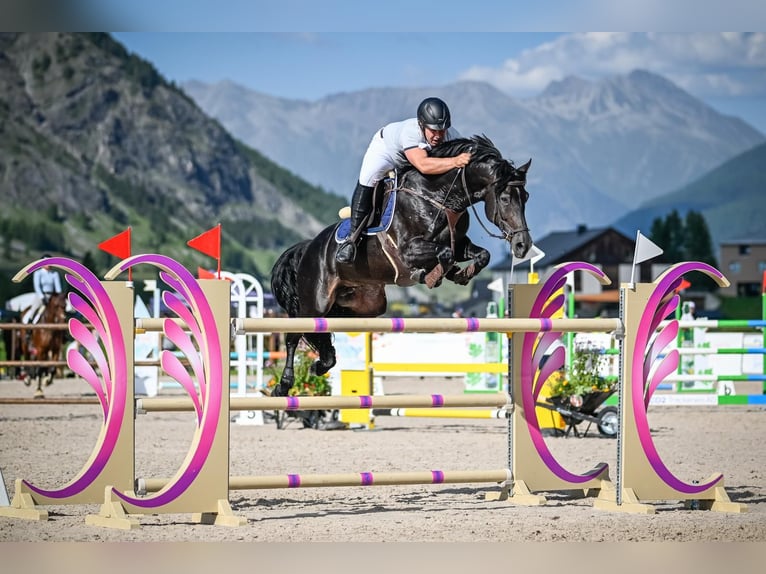Cheval de sport allemand Étalon 9 Ans 162 cm Noir in Davos switzerland