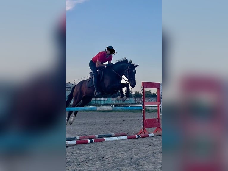 Cheval de sport allemand Étalon 9 Ans 165 cm Bai in Belgrade