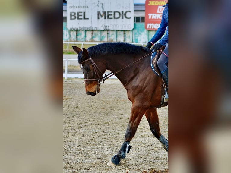 Cheval de sport allemand Étalon 9 Ans 165 cm Bai in Belgrade