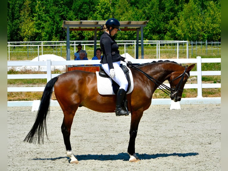 Cheval de sport allemand Étalon 9 Ans 165 cm Bai in Belgrade