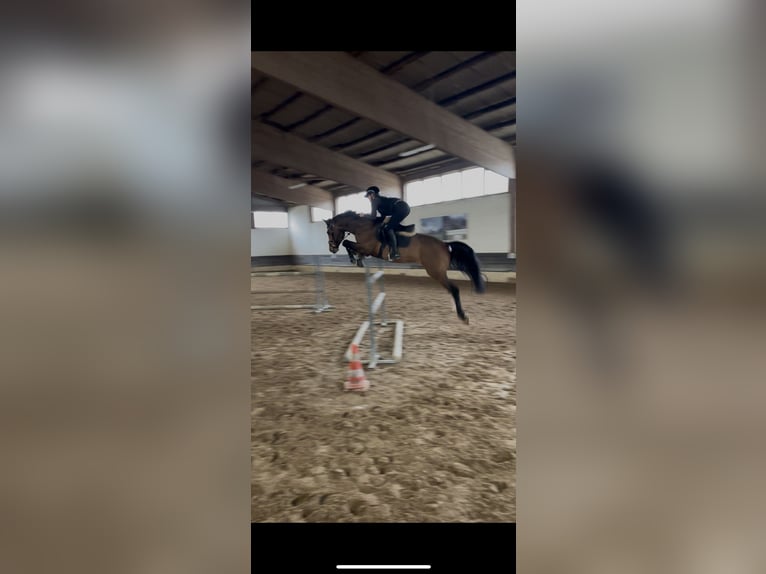 Cheval de sport allemand Étalon 9 Ans 170 cm Bai in G&#xF6;ttingen