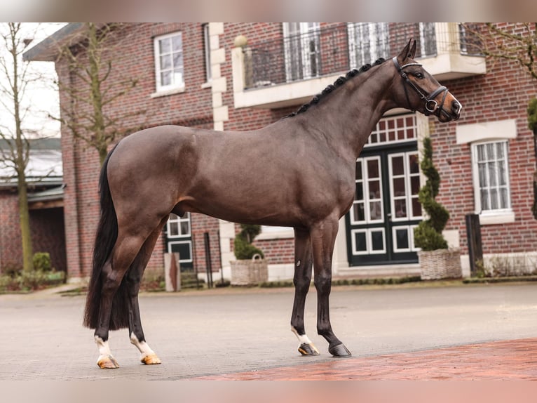 Cheval de sport allemand Étalon Bai brun in Lemwerder