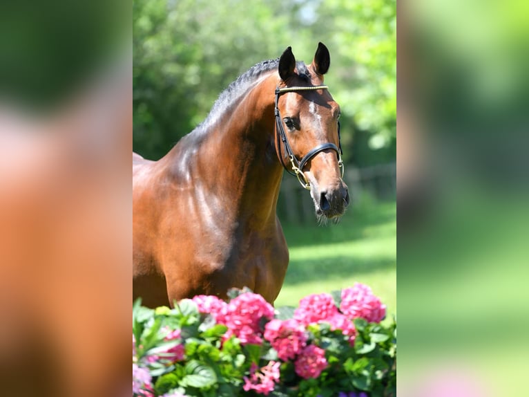 Cheval de sport allemand Étalon Bai in Pfarrkirchen