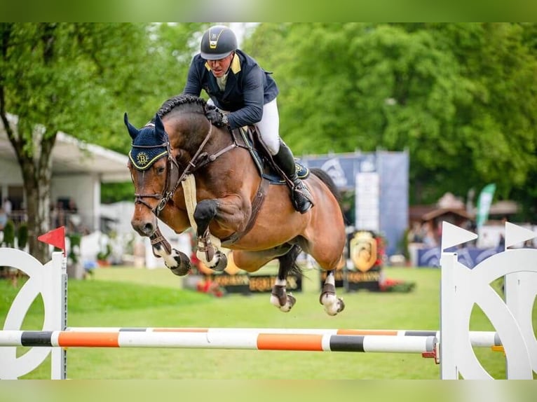 Cheval de sport allemand Étalon Bai in Pfarrkirchen