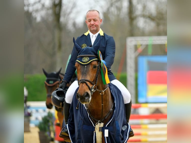 Cheval de sport allemand Étalon Bai in Pfarrkirchen